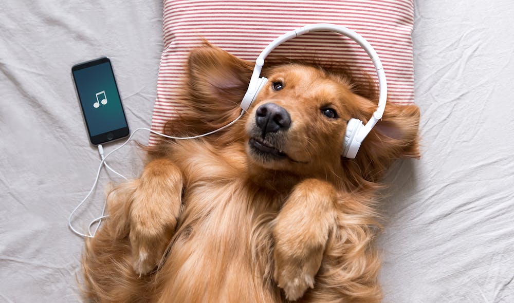 A playlist for your animal!