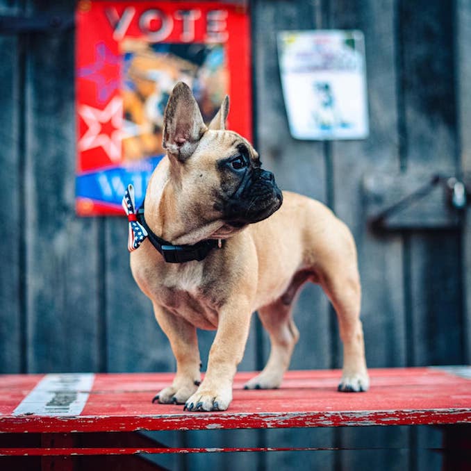 A French bulldog elected village mayor